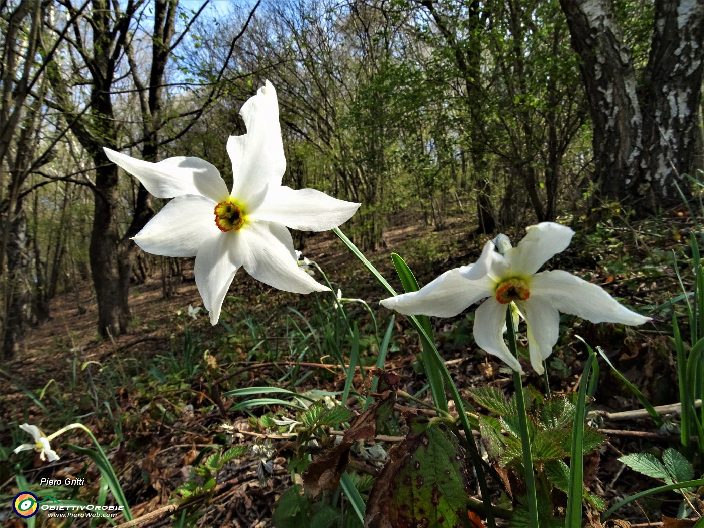 06 Primi narcisi, pochissimi, in Canto Alto.JPG